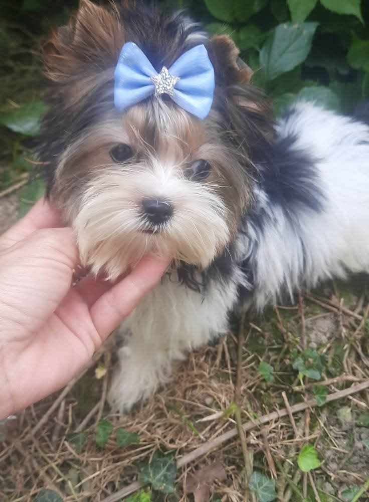 Yorkshire terrier l biewer miniaturka chlopak