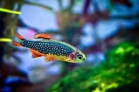 DANIO margaritatus - Microrasbora sp. „Galaxy "