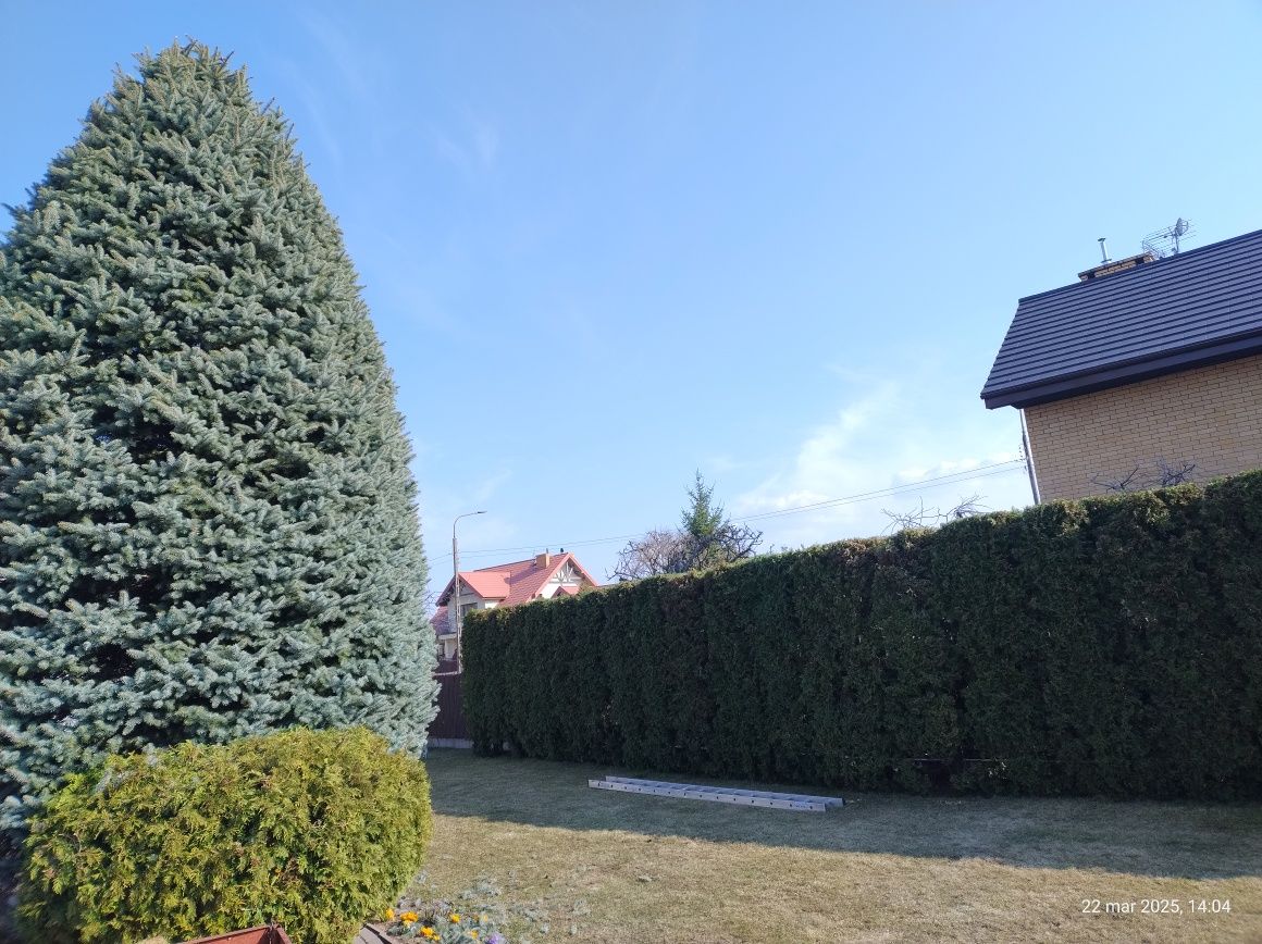 Wertykulacja trawnika, przycinka drzew żywopłotów tui