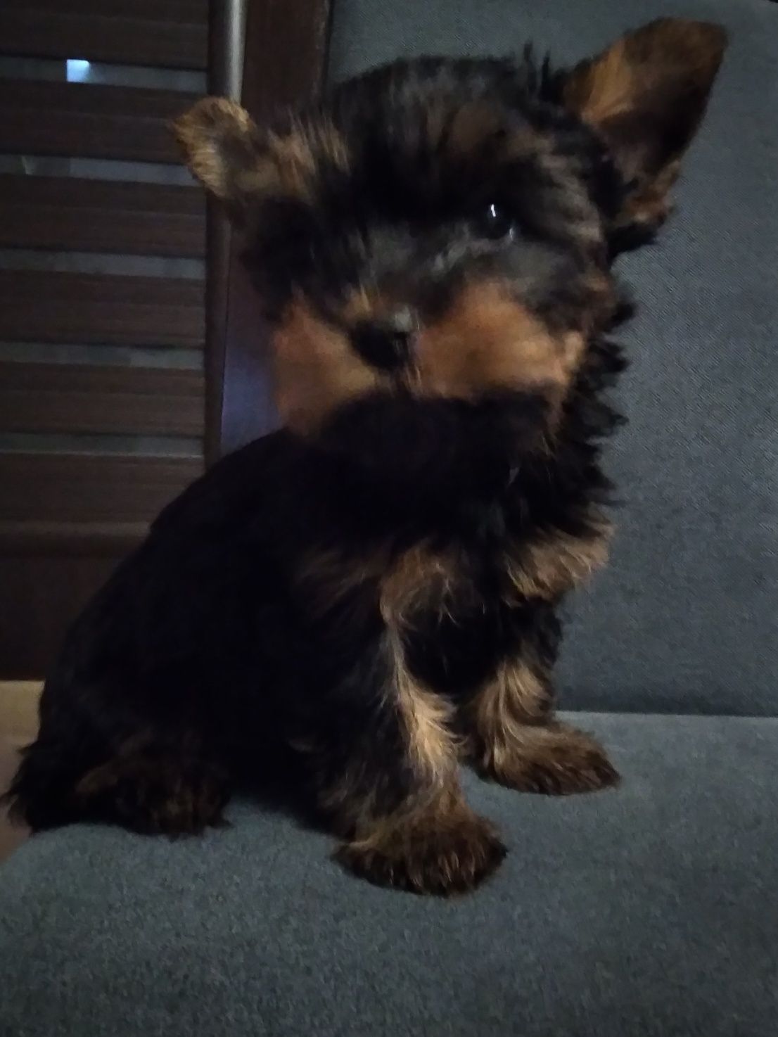 Piesek yorkshire terrier