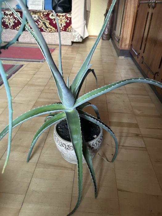 Алое древовидное вера агава