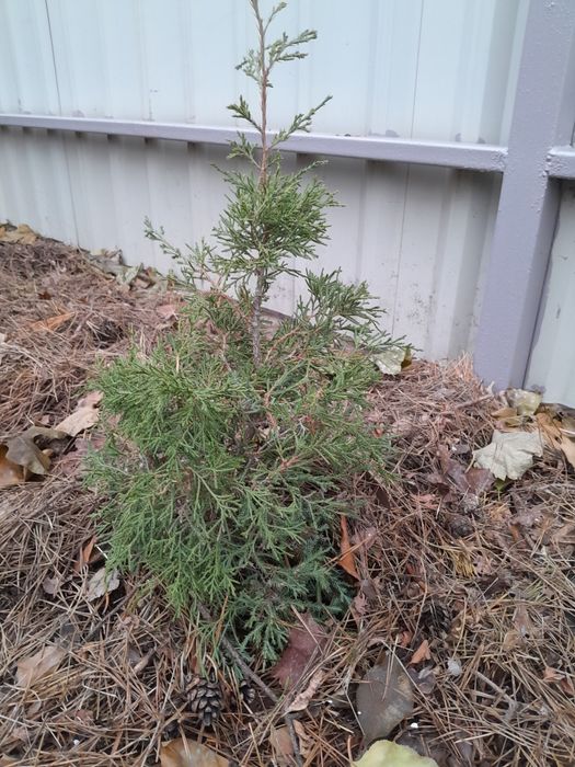 Можевельник, ялівець вергінський