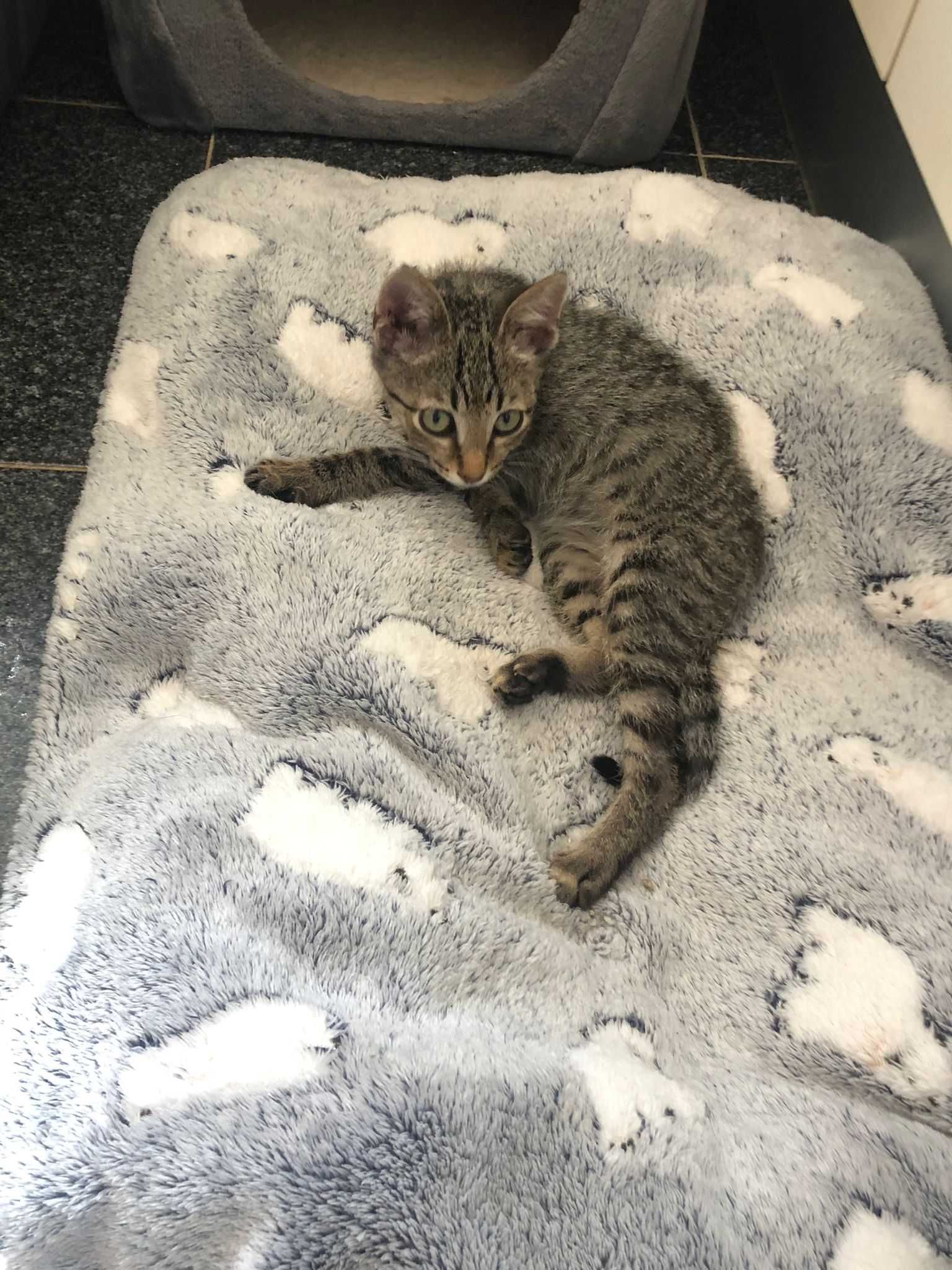 Dá-se gatinho bebé