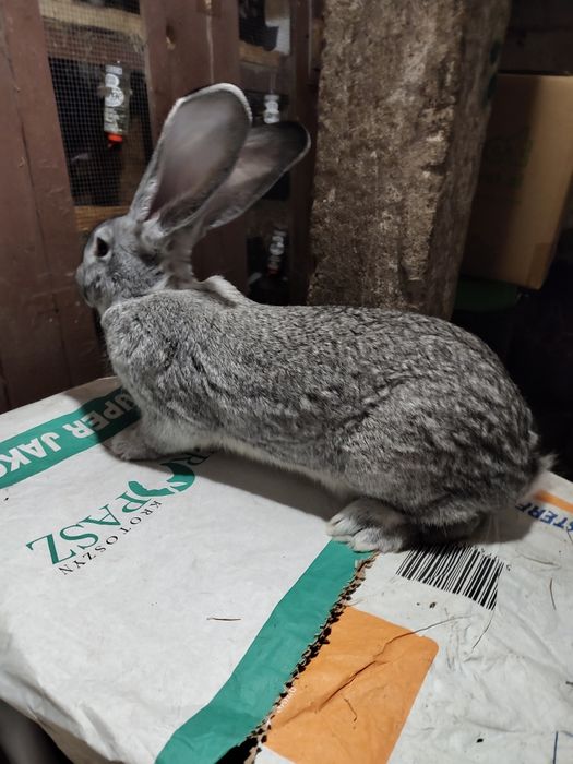 Olbrzym belgijski SZYNSZYLOWY