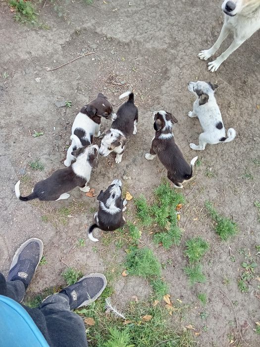 Цуценята в добрій руки