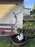 Fiscus bonsai bardzo duzy do odratowania