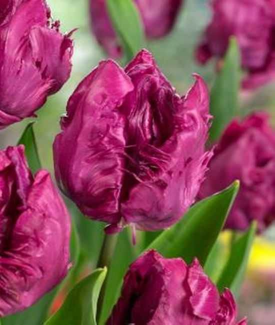 Tulipany papuzie Parrot Prince 500 cebulek za 375 zł