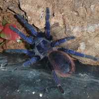 Тарнтулы синие пауки для новичков домашние