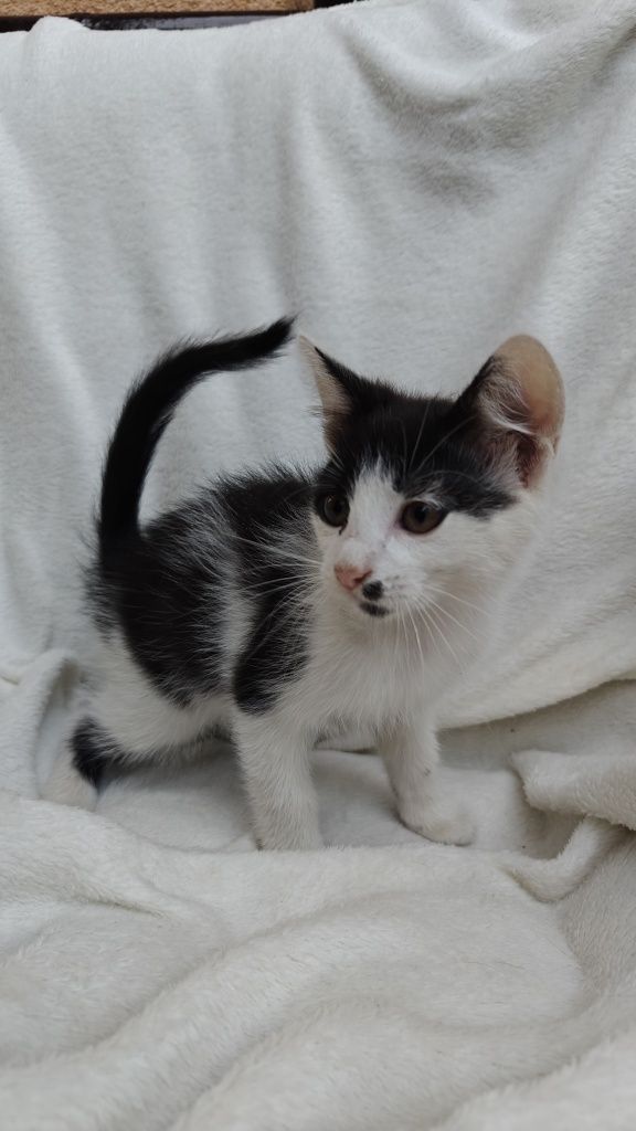 Oreo - kocurek do oddania