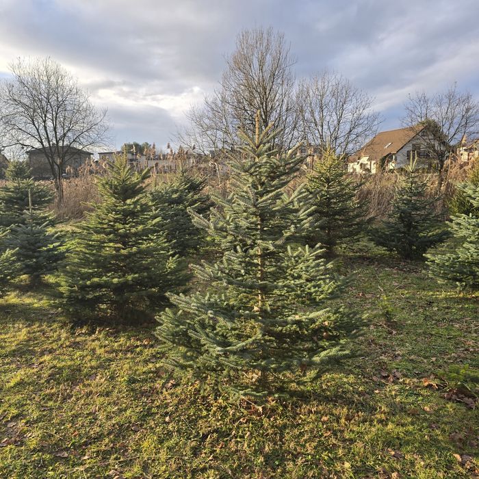 Choinki świąteczne