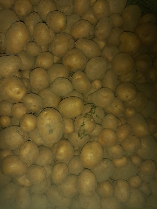 Ziemniaki paszowe. 0.50 groszy kilo
