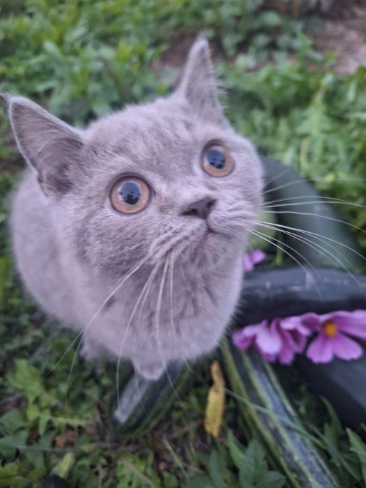 Kocurek brytyjski - ojciec International Champion FPL FIFE