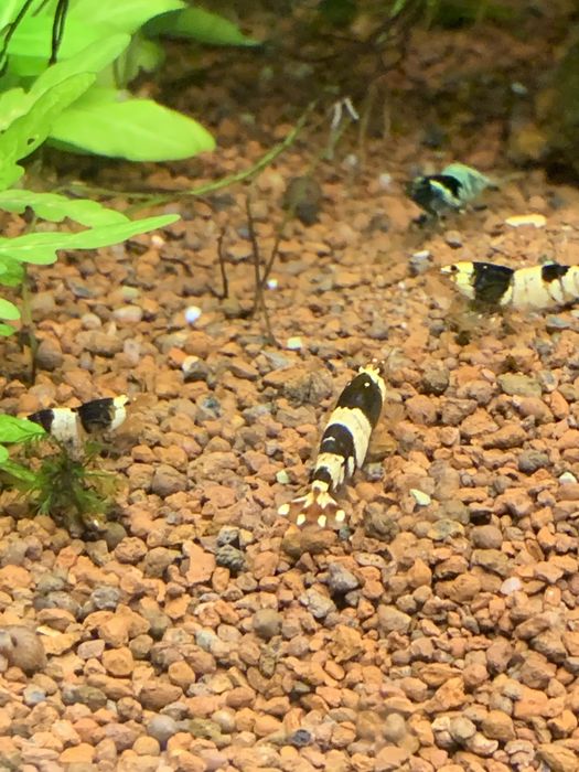 Креветка пресноводная Черный Кристалл (Caridina cf. cantonensis sp.)