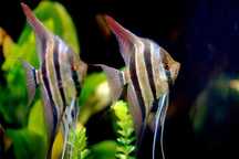 Escalar Altum (Pterophyllum altum) 6/7 cm