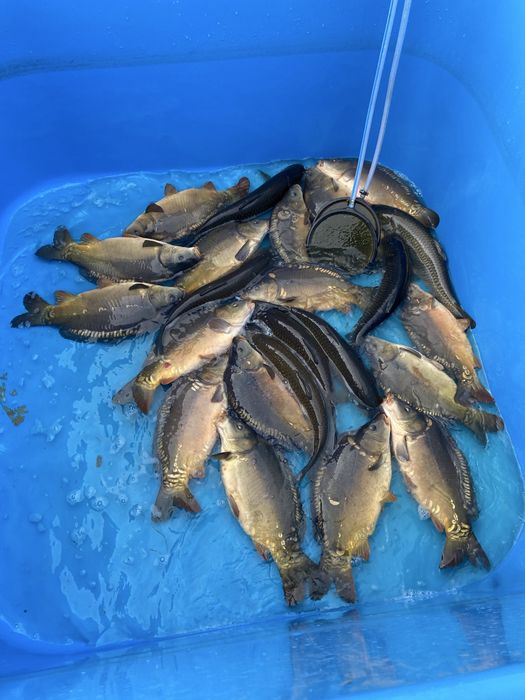 Karp handlowy królewski - hurt i detal