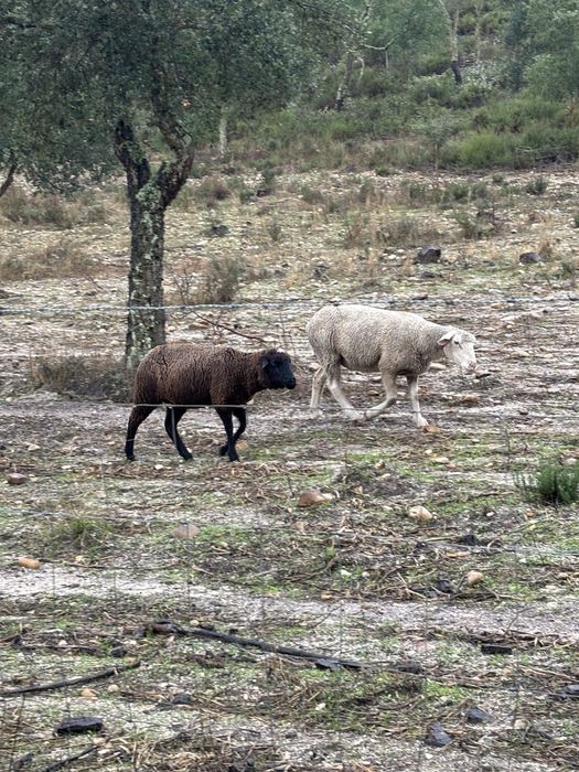 Lote de 7 ovelhas cheias e um carneiro
