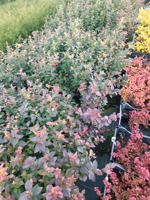 Borówka amerykańska