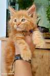 Kotek wyjątkowy Maine Coon