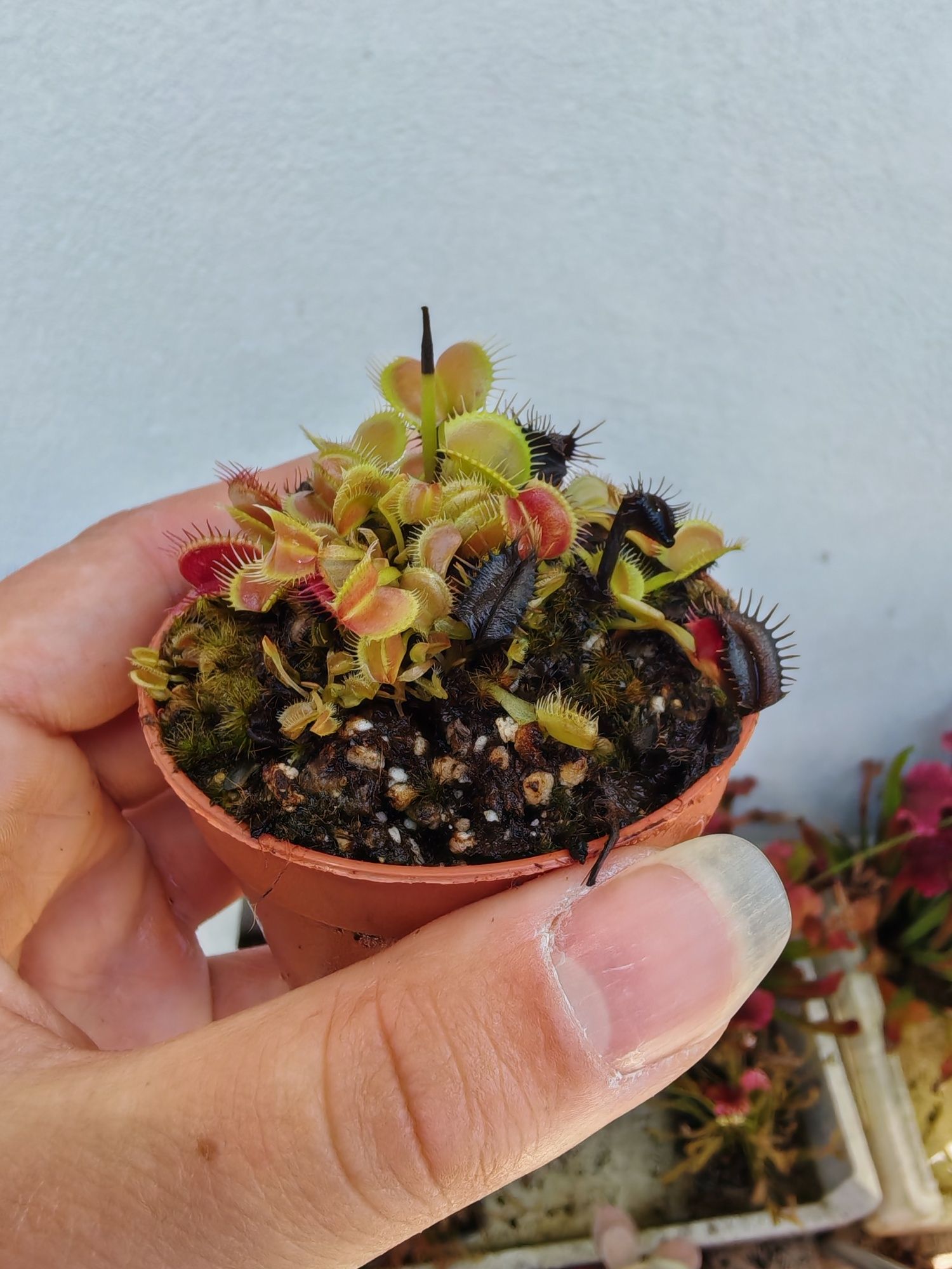 Plantas carnívoras
