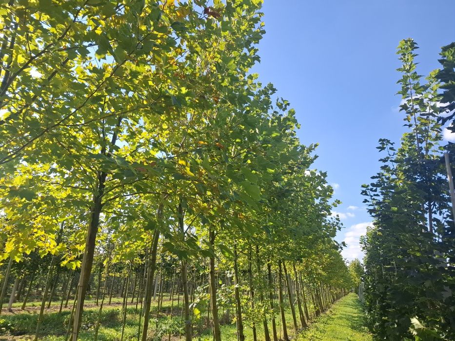 DUŻE DRZEWA Platan klonolistny Platanus acerifolia 25-30