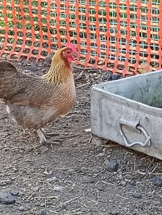 Para kur zielononóżek