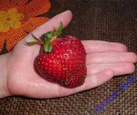 Truskawka truskawki mega gigant owoc , wielkoowocowa  sadzonki