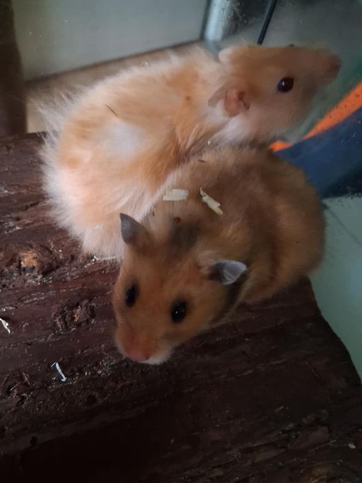 Chomiki syryjskie !