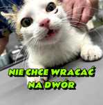 Blagam o dom dla pół rocznego kotka bialaska  Kocie CATowice