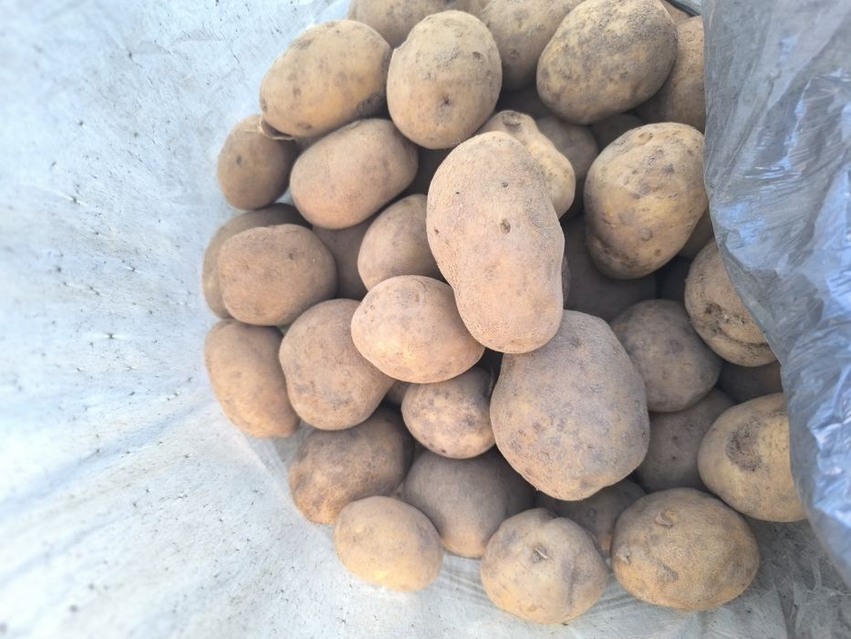 Nadwyżka ekologicznych ziemniaków Vineta lub Katania