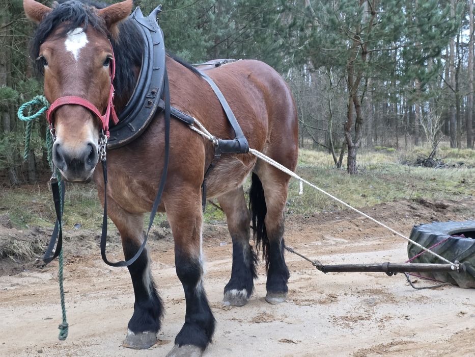Klacz 3,5 roku wstępnie zaprzęgana