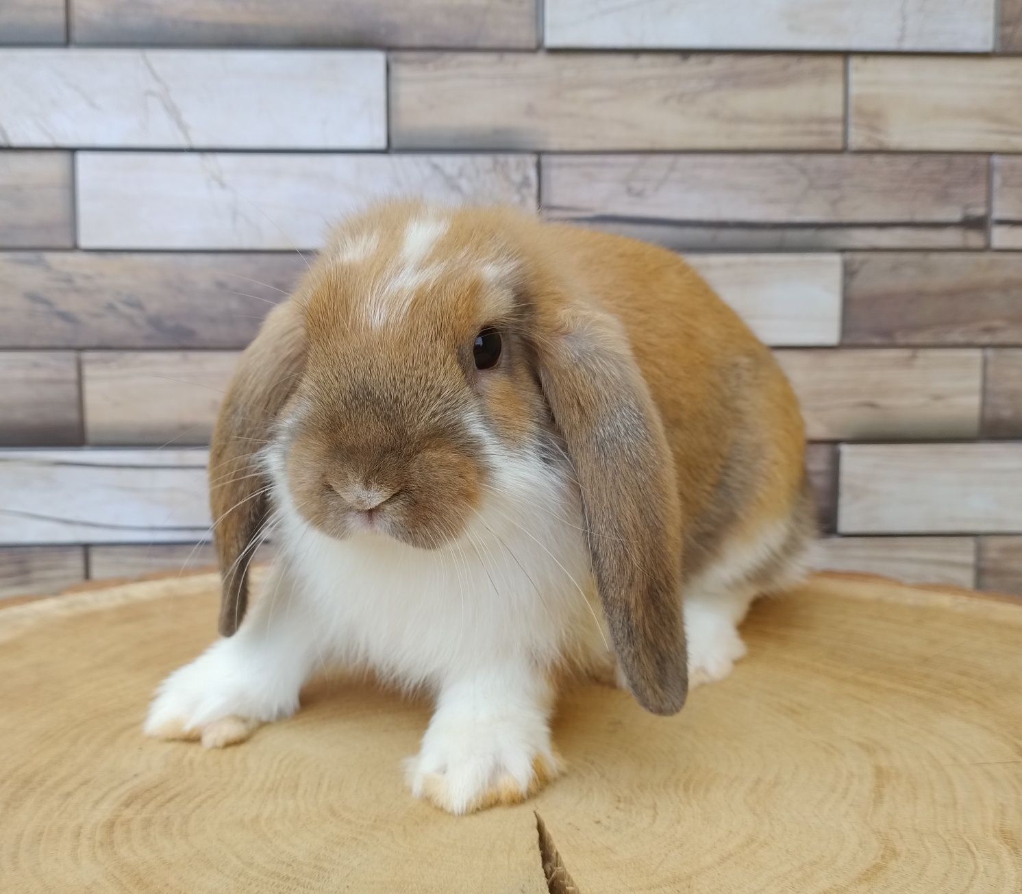 Mini lop wolne króliczki baranki