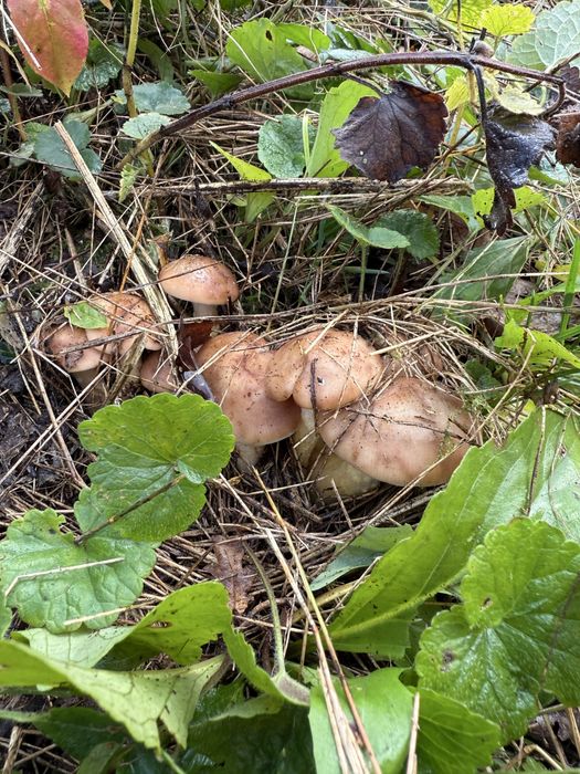 Продам Опеньки, опята свіжі