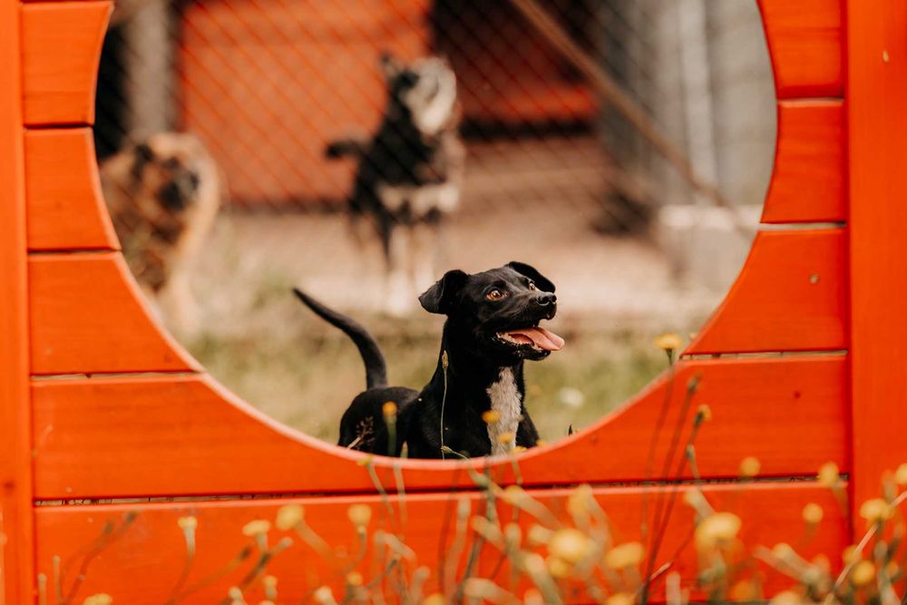 Bajtek - psiak gotowy na nowe przygody u Twojego boku :)