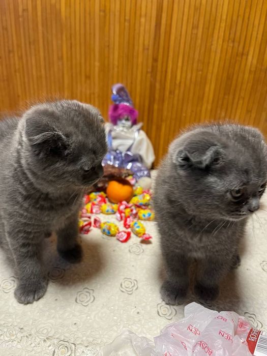 Котята британцы.