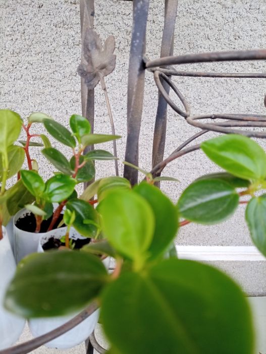 Пеперомія клузієлистна