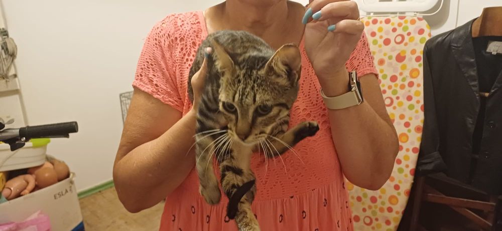 Gatinhos bebés com esterilização gratuita para adoção