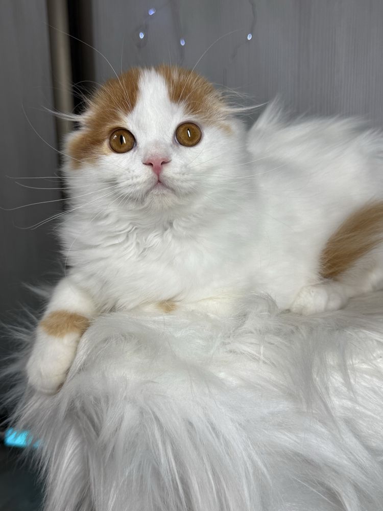 Szkocki zwisłouchy, scottish fold