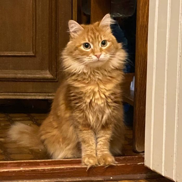 Отдам даром в добрые руки пушистого рыжего котика
