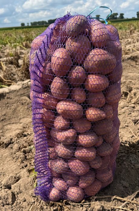 морква, буряк, капуста!