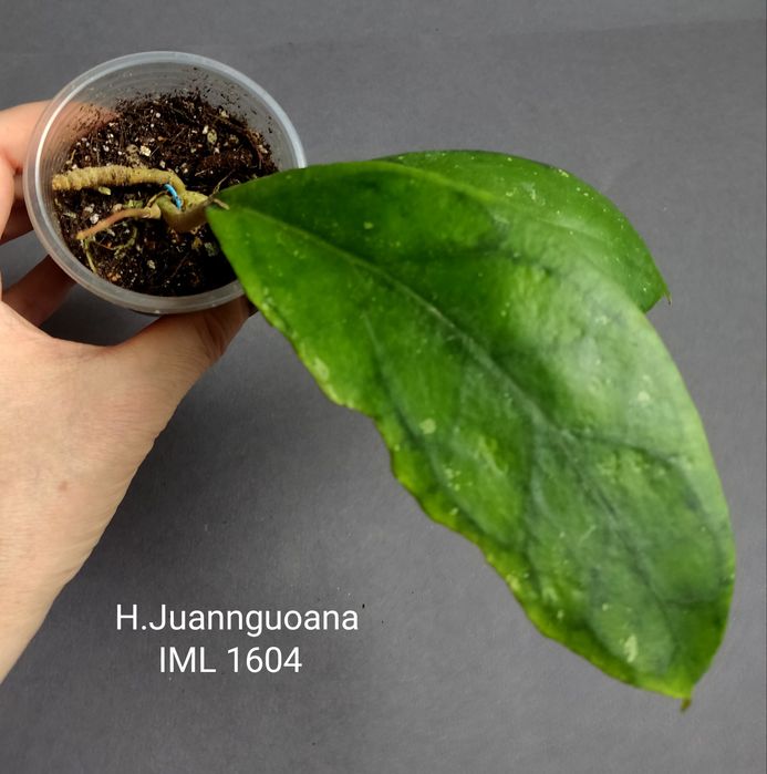 Хойя. Вкорінені Juannguoana,SilverMoon,lyiChina,Elliptica,Finlaysonii