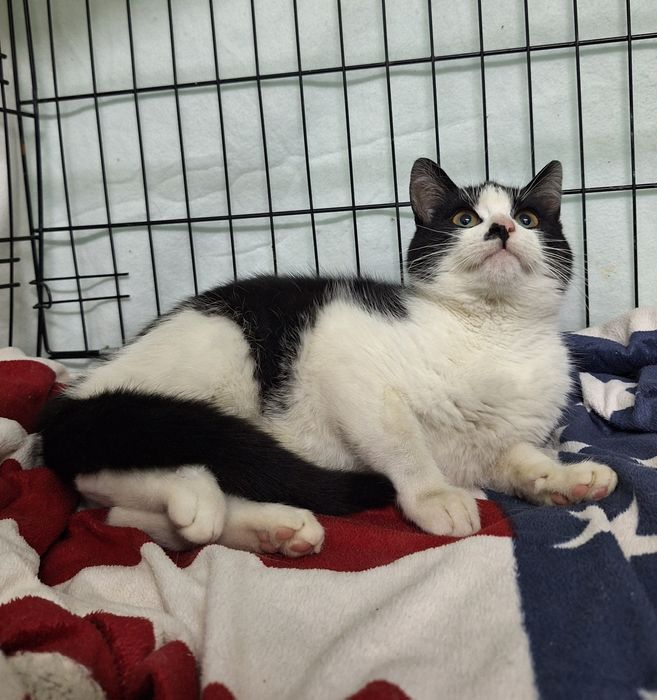 Kocurek do PILNEJ adopcji