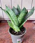 Doniczka sanseveria hahni