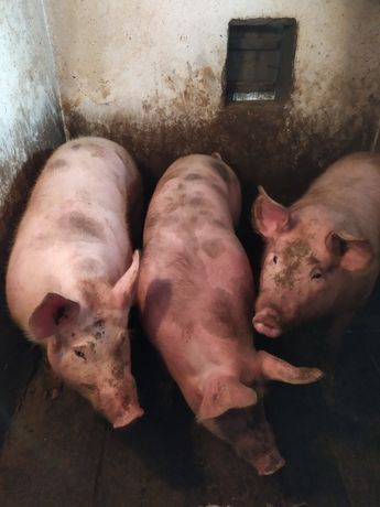 Продам домашні свині