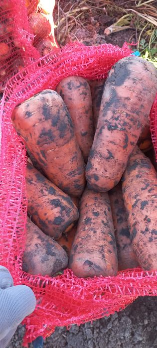 Продам моркву, свіжу соковиту опт, роздріб з ПДВ (Буряк, цибуля)