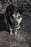 Super pies do adopcji - Leon