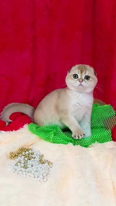 Неймовірна красунечка золота шиншила. Шотландська висловуха