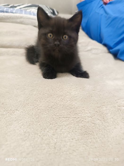 Котики британцы короткошерстые