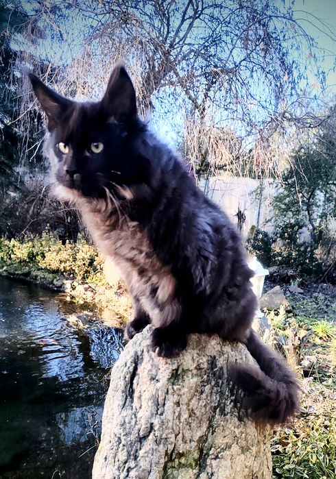 Maine Coon kocur do odbioru -wyjątkowy kolor, hodowla