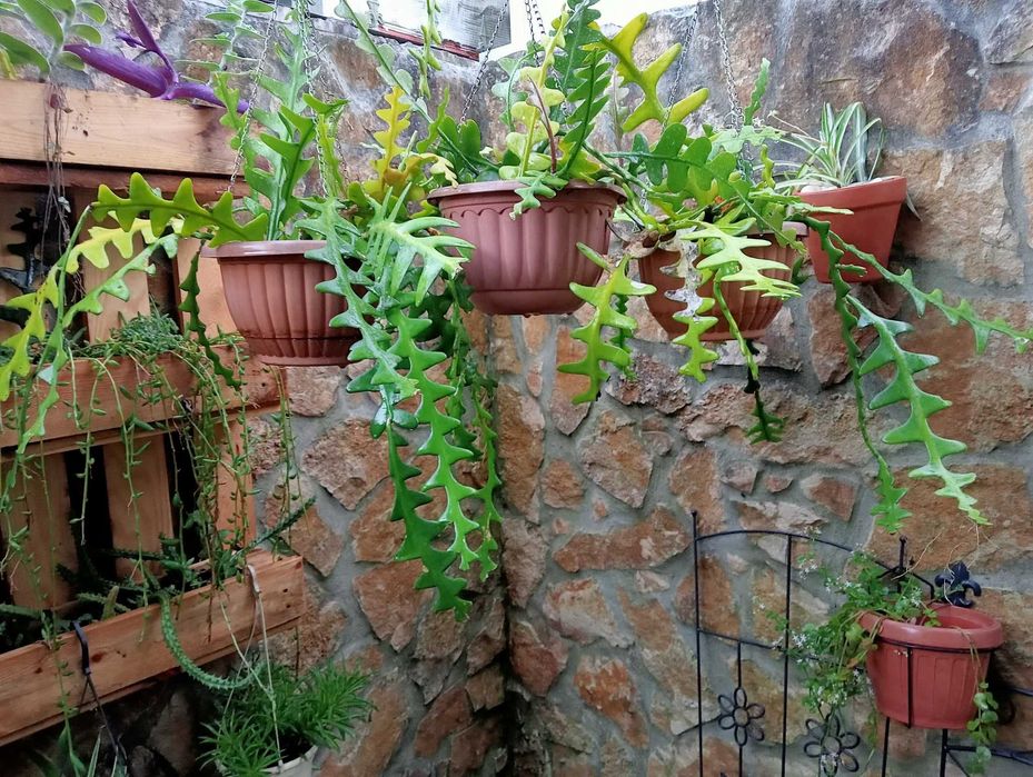 Planta natural espinha-de-peixe Branca/Vermelha