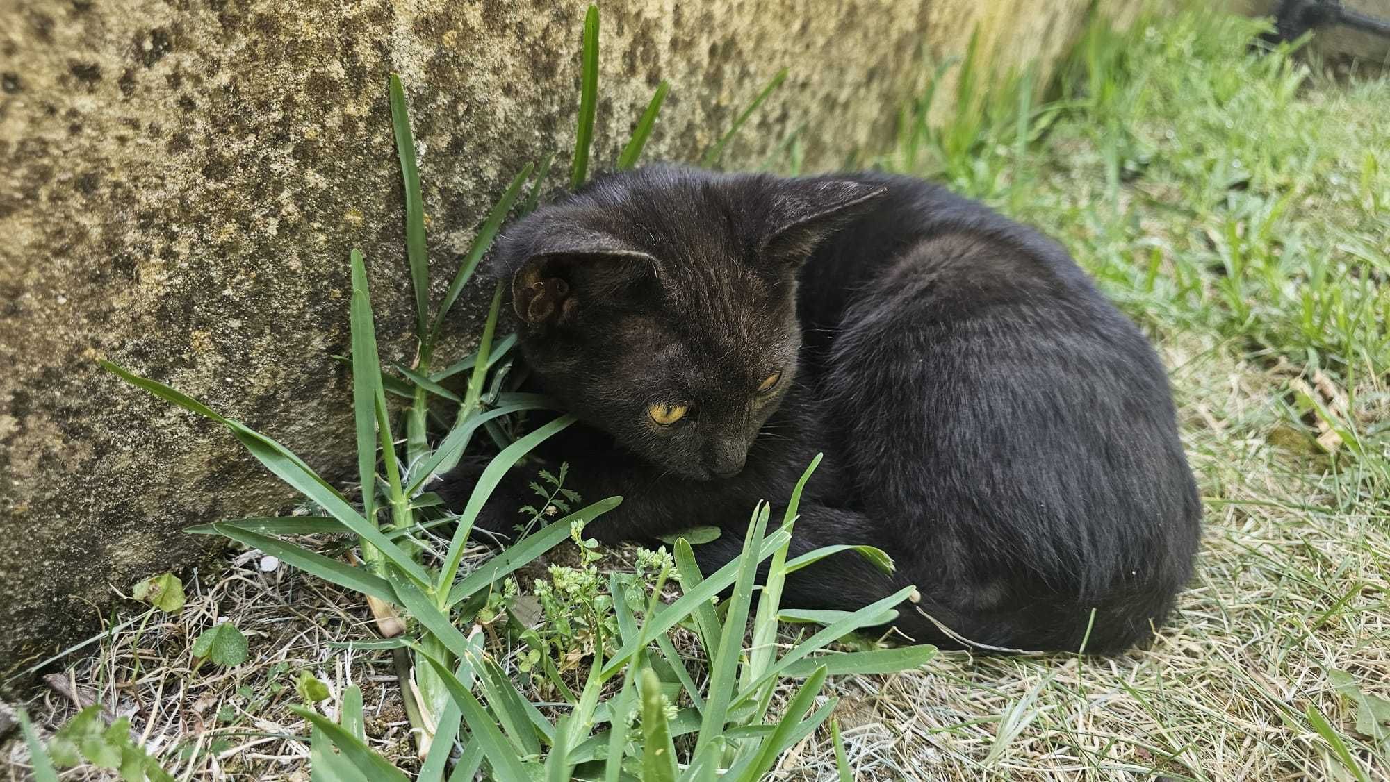 Adorável Gatinha de 3 Meses Procura um Lar Amoroso para Sempre!